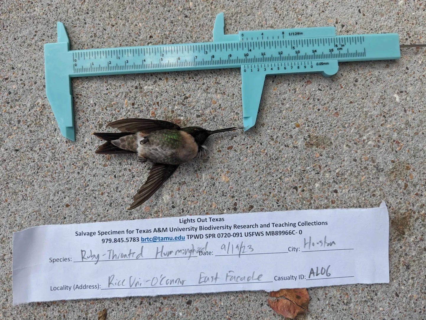image of a Ruby-throated Hummingbird that had hit O-Conner