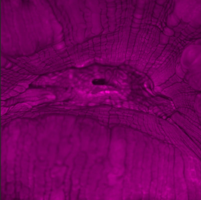 image of large-mouthed coral suddenly opening in response to stimulation