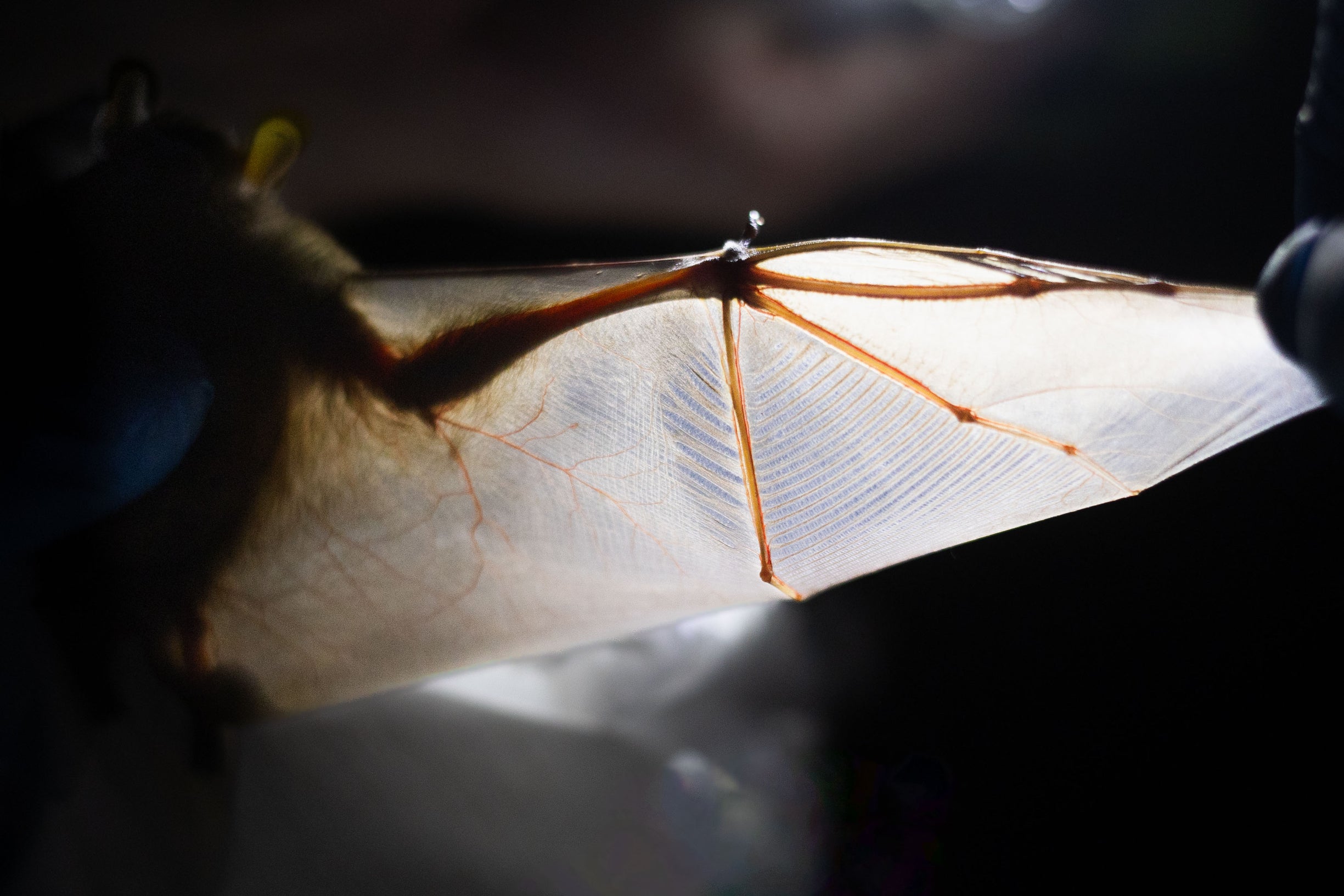 light filtering through a bat wing